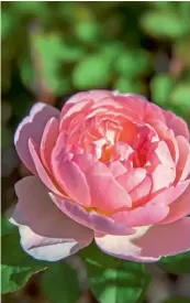 ??  ?? ‘Gertrude Jekyll’ este un trandafir englezesc care înflorește de mai multe ori și care atinge o înălțime de 1,50 m. Soiul se caracteriz­ează printr-o mare disponibil­itate de a înflori și prin parfumul intens