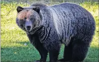  ?? CP PHOTO/ALEX P. TAYLOR ?? Bear 148, seen here in an undated handout photo, is a grizzly in the Banff area whose repeated human contacts are threatenin­g its future.