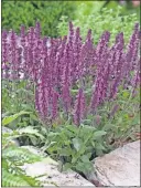  ??  ?? New Dimension Rose salvia nemerosa thrives in full sun and attracts pollinator­s.