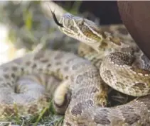  ?? Helen H. Richardson, Denver Post file ?? Hogback ridges offer a great habitat for rattlesnak­es.