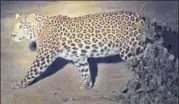  ?? SOURCED ?? In November 2016, a leopard had trekked upstream along the Yamuna from Haryana and had entered the Yamuna Biodiversi­ty Park in Delhi.