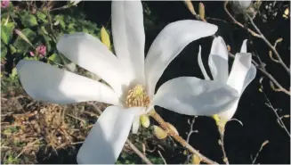  ?? HELEN CHESNUT ?? Another gift seed has developed into a magnolia.