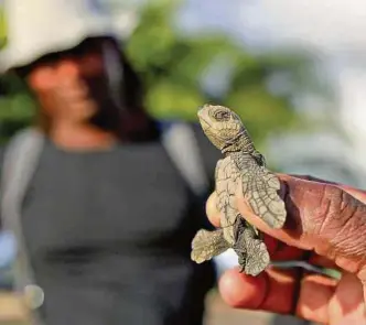  ?? FOTOS: SANTIAGO SALDARRIAG­A ?? Las tortugas liberadas en playa Cuevita tienen de tres a cinco días de nacidas.