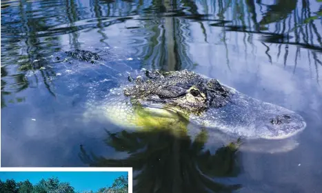  ??  ?? Above: Never turn your back on an alligator eyeing you. Left: Jason canoeing in the Florida Everglades.