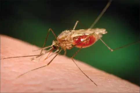 ?? ?? Antallet af malariatil­faelde er eksplodere­t i de seneste år. Arkivfoto: James Gathany/AP Photo