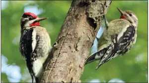  ?? Courtesy photo/PHYLLIS KANE ?? Two yellow-bellied sapsuckers circle a branch at Lake Fayettevil­le.