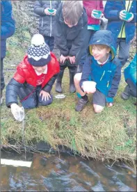  ??  ?? Primary five pupils from Cardross set the trout free into the Clyde.