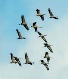  ?? Foto: dpa ?? Kraniche kommen gerade zurück aus ihren Winterquar­tieren in warmen Gegenden und fliegen weiter gen Norden.