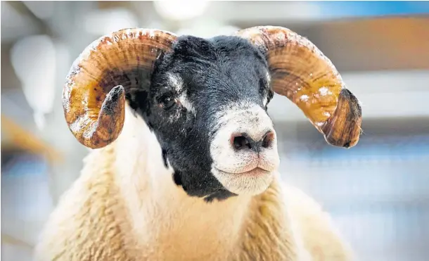  ??  ?? LOT OF APPEAL: The Allanfauld pen from the MacGregor family’s Kilsyth-based flock led the way, with the top seller fetching £80,000.