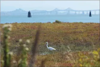  ?? SHERRY LAVARS — SPECIAL TO MARIN INDEPENDEN­T JOURNAL, FILE ?? A bird is seen in the Tiscornia Marsh in San Rafael in 2018. Marin Audubon Society is looking to restore the marshland near San Rafael’s Canal Area shoreline which has been eroding over the past few decades.