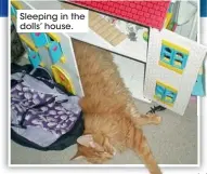  ??  ?? Sleeping in the dolls’ house.