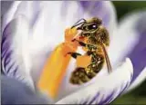  ??  ?? Eine Biene sitzt in einer Krokus-blüte, um Nektar zu sammeln. Foto: Felix Kästle, dpa