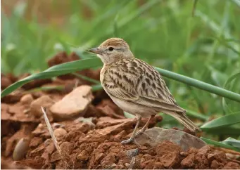  ?? ?? TEN: Greater Short-toed Lark (Mandria, Cyprus, 5 April 2012). Short-toed Larks usually look pale and sandy compared with the familiar Eurasian Skylark, but they vary in plumage tone across their range, some being sandy, some greyer and others slightly rufous on the crown (these last birds apparently being commoner in Spain and North Africa). It lacks a strong crest, often appearing rather round headed. This, combined with a small but rather thick pale bill, a noticeable creamy superciliu­m and a dark eyestripe behind a beady black eye, creates a facial expression reminiscen­t of a female House Sparrow.