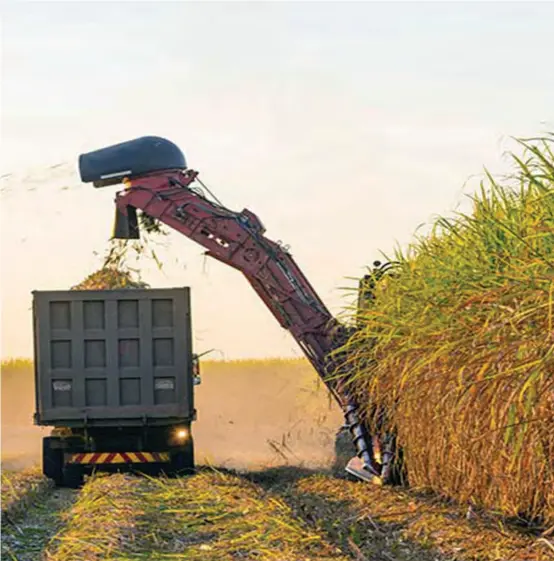  ?? ?? Sugarcane farmers have been affected by government's directive to suspend bank loans as Tongaat Hullets, the biggest sugarcane contractor, has said it will not pay farmers in advance.