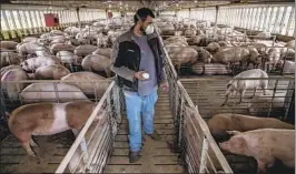  ?? Robert Gauthier Los Angeles Times ?? SOUTH DAKOTA hog farmer Jacob Anderson marks pigs for shipment.