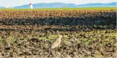  ?? Foto: Verena Wengert ?? Ein Feldhase sonnt sich auf einem Acker bei Maihingen.