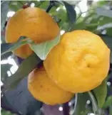  ??  ?? Yuzu fruits, which are very aromatic, range between 5.5 and 7.5cm in diameter.