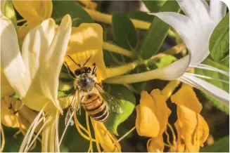  ?? (Yosef Symonds) ?? THE STAR of the new movie, ‘Honey, I Shrunk the Stamen.’