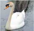  ?? FOTO: GRÜ ?? Ein „rostender“Schwan.