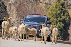  ?? COURTESY MARK WATSON/NEW MEXICO DEPARTMENT OF GAME AND FISH ?? A herd of Rocky Mountain bighorn sheep stand in the middle of N.M. 38 in 2020 as occupants of a vehicle watch and wait. A bill that would provide $5 million in state funds to work on wildlife corridor projects across the state has already cleared the Senate and is advancing through the house. The legislatio­n could bring in up to $20 million in matching federal funds for the projects.