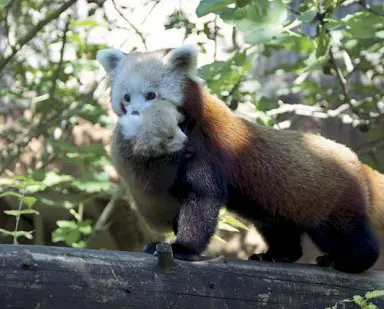 Mamma Ilosha E I Cuccioli Di Panda Rosso Pressreader