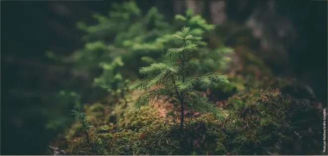  ??  ?? Cette forêt, avec toute l’importance écologique qu’elle revêt, est davantage une opération d’aménagemen­t pour le départemen­t qu’un projet Grand Paris. En témoigne le flou qui entoure le financemen­t
de son budget d’environ 85 millions d’euros.