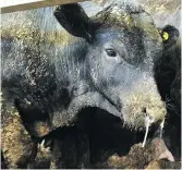  ?? Livestock Photo: Supplied ?? Distressed cattle on the Al Kuwait carrier.