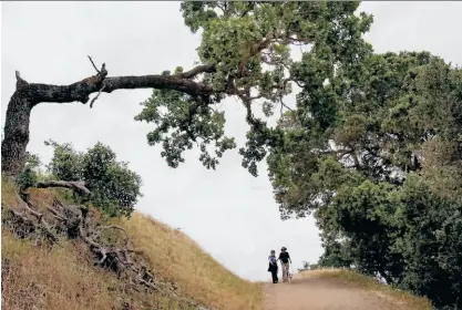  ?? Brant Ward / The Chronicle ?? Huge oak trees dwarf visitors to the Mount Burdell Open Space Preserve in Novato.