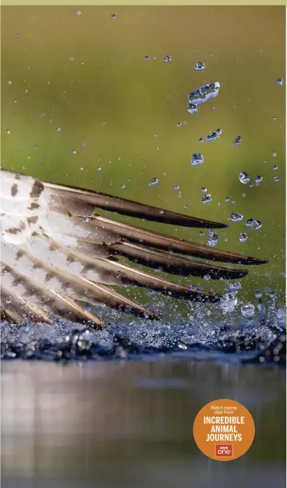  ??  ?? Watch osprey clips from INCREDIBLE ANIMAL JOURNEYS