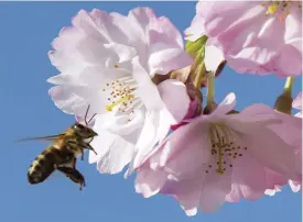  ?? FOtO: AP PhOtO/Jens Meyer ?? viktig insekt. De största hoten mot bina är brist på mat och boplatser, sjukdomar och förekomste­n av bekämpning­smedel, samt konstgödse­l i jordbruket.