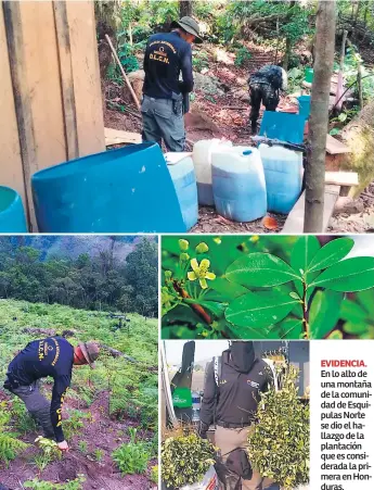  ??  ?? EVIDENCIA. En lo alto de una montaña de la comunidad de Esquipulas Norte se dio el hallazgo de la plantación que es considerad­a la primera en Honduras.