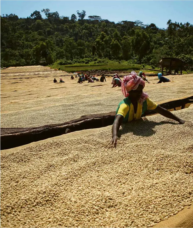  ??  ?? Secagem de grãos de café em cooperativ­a de Irgachefe, regiãoprod­utora mais conceituad­a da Etiópia