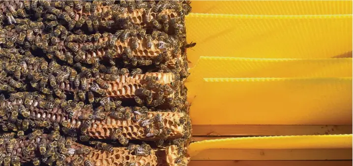  ?? Fotos: Lea Thies, Andreas Stiel ?? Naturwaben treffen auf Kunstwaben – so sieht es gerade im hinteren Teil der Bienenkist­e aus. Die gelben Wachsplatt­en sind im Honigraum der Bienenkist­e. Das ist so etwas wie die Speisekamm­er der Bienen. Auf die Platten bauen die Bienen die Honigwaben....