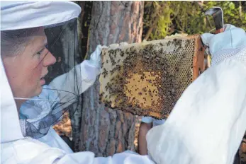  ?? FOTOS: SIMON SCHWÖRER ?? Imkerin Daniela Heinz sucht in einem Wabenrähmc­hen nach sogenannte­n „Stiften“, den länglich geformten Bienen-Eiern.