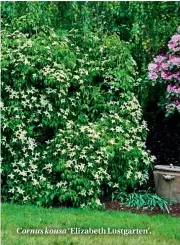  ??  ?? Cornus kousa ‘Elizabeth Lustgarten’.