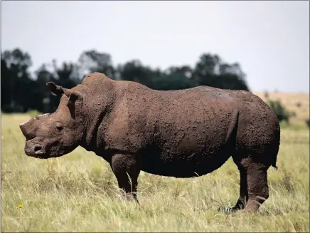  ??  ?? A rhino is seen after it was de-horned in an effort to deter the poaching of one of the endangered species at a farm outside Klerksdorp in North West last year.