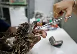  ?? AMIT DAVE/REUTERS ?? Birds are being rescued as they fall to their deaths in India.