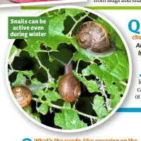  ??  ?? Snails can be active even during winter