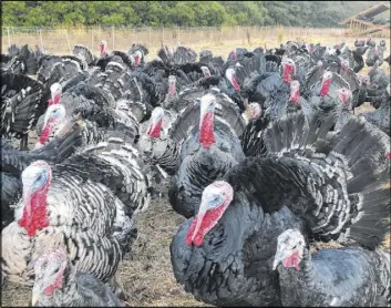  ?? Haven Daley The Associated Press ?? Many turkey farmers are worried their biggest birds won’t end up on Thanksgivi­ng tables as the traditiona­l feast is being downsized.