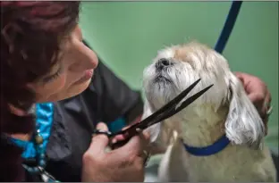  ?? Morgan Timms ?? Super Groomers co-owner and master groomer Sherri Perry trims the fur around Josie’s snout Monday (Sept. 24) at Super Groomers in Taos.