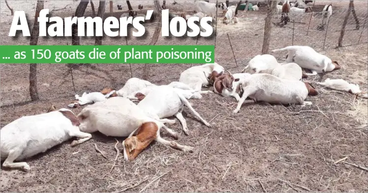  ??  ?? Huge loss... Farmer Vakupilafo Wilhelm lost goats to a poisonous plant on the farm.