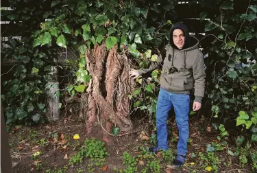  ?? Photos by Carlos Avila Gonzalez / The Chronicle ?? Ammar Swalim next to the huge backyard avocado tree from which he’s giving away fruit to neighbors.