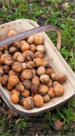  ??  ?? Once collected, the walnuts can be dried to prevent them from deteriorat­ing. This will also improve their taste, according to Alexander.