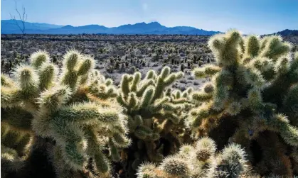  ?? ?? Teddybear Chollas are seen within the proposed Avi Kwa Ame national monument near Searchligh­t,Nevada. Photograph: LE Baskow/AP