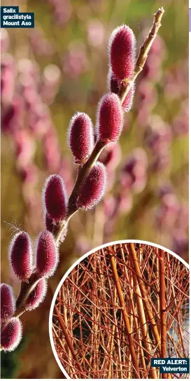  ?? ?? Salix gracilisty­la Mount Aso
RED ALERT: Yelverton