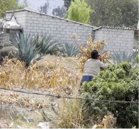  ??  ?? AGRICULTUR­A. La hoja seca sirve de alimento para el ganado y los cuyes.