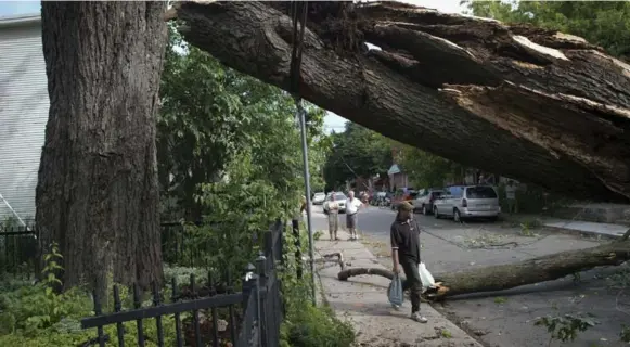  ?? LUCAS OLENIUK/TORONTO STAR FILE PHOTO ?? The famed silver maple, which fell in a July 2013 storm, blocked Laing St. for a time before fans of the tree began requesting wood from it for mementoes of various kinds.