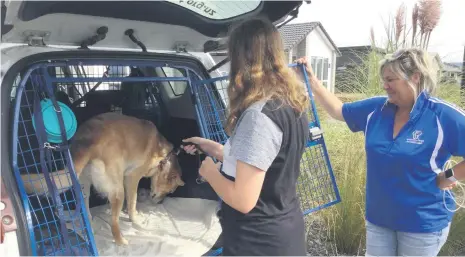  ?? ?? Georgie helps ADNZ Willow up into the car watched by Assistance Dogs Trust trainer Tracy Huff who will take care of her while her health needs are fully identified. PHOTO: Liz Farrell.