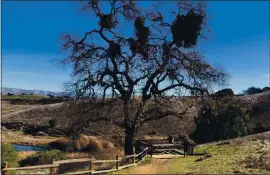  ?? FILE: SAL PIZARRO — STAFF ?? Calero County Park in San Jose is seen in January.