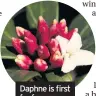  ??  ?? Daphne is first for fragrance